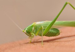 Insara elegans consuetipes