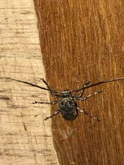Lagocheirus araneiformis