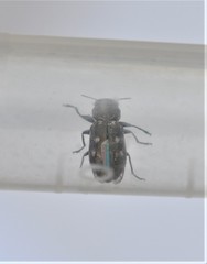 Chrysobothris debilis