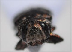 Chrysobothris debilis