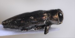 Chrysobothris debilis