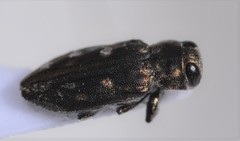 Chrysobothris debilis