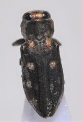 Chrysobothris debilis