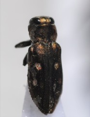 Chrysobothris debilis