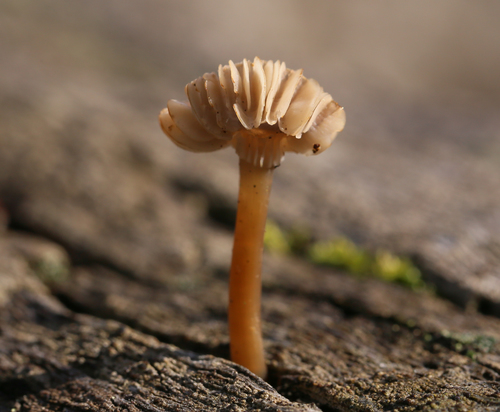 iNaturalist observation photo of Common Gilled Mushrooms and Allies