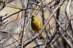 Chloris sinica kawarahiba