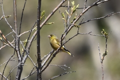 Chloris sinica kawarahiba