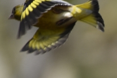 Chloris sinica kawarahiba