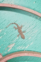 Tarentola mauritanica