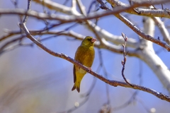 Chloris sinica kawarahiba