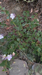Capparis spinosa