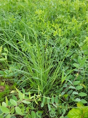Hesperostipa spartea