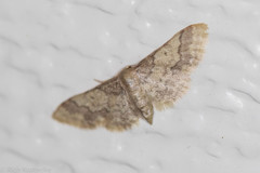 Idaea furciferata