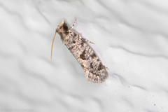 Amydria margoriella