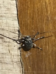 Lagocheirus araneiformis