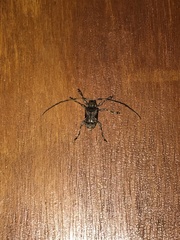 Lagocheirus araneiformis