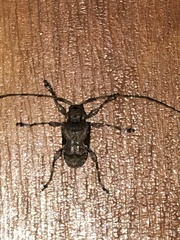 Lagocheirus araneiformis