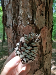 Pinus pungens