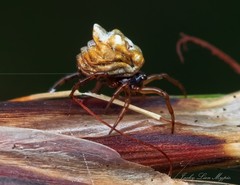 Phoroncidia sextuberculata