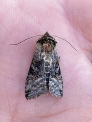 Abrostola tripartita