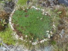 Myosotis pulvinaris
