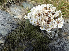 Myosotis pulvinaris