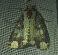 Condica mimica