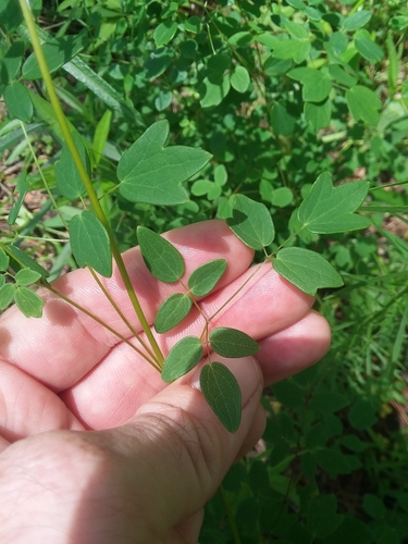 Image of Thalictrum revolutum by (c) Will McFarland, some rights reserved (CC BY)