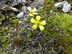 Ranunculus enysii