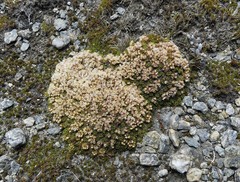 Hectorella caespitosa