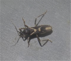 Rasahus sulcicollis