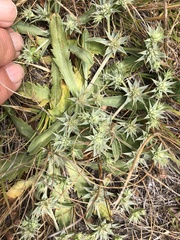 Eryngium armatum