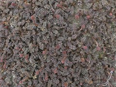 Acaena saccaticupula