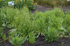 Microseris laciniata