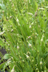 Microseris laciniata