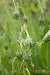 Microseris laciniata