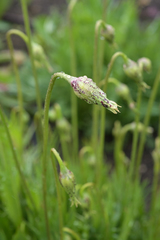 Microseris laciniata
