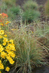 Festuca roemeri roemeri