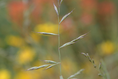 Festuca roemeri roemeri