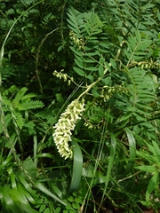 Sophora flavescens