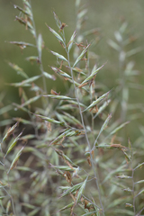 Festuca roemeri roemeri
