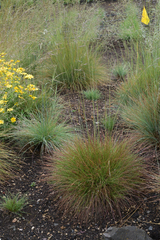 Festuca roemeri roemeri