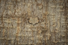 Araeopteron epiphracta