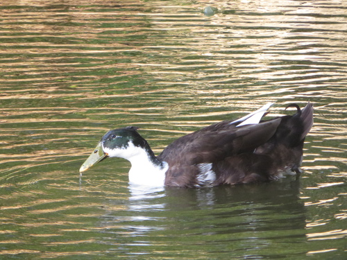 Domestic Mallard photographed in Florida