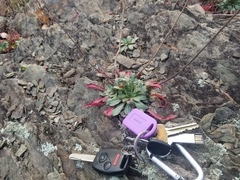 Oenothera argillicola