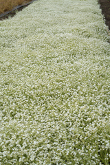 Plagiobothrys figuratus