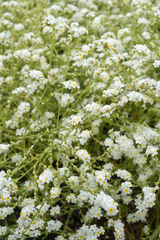 Plagiobothrys figuratus