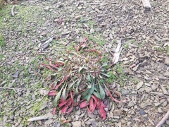 Oenothera argillicola