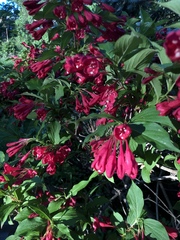 Weigela floribunda