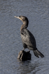 Nannopterum brasilianum brasilianum